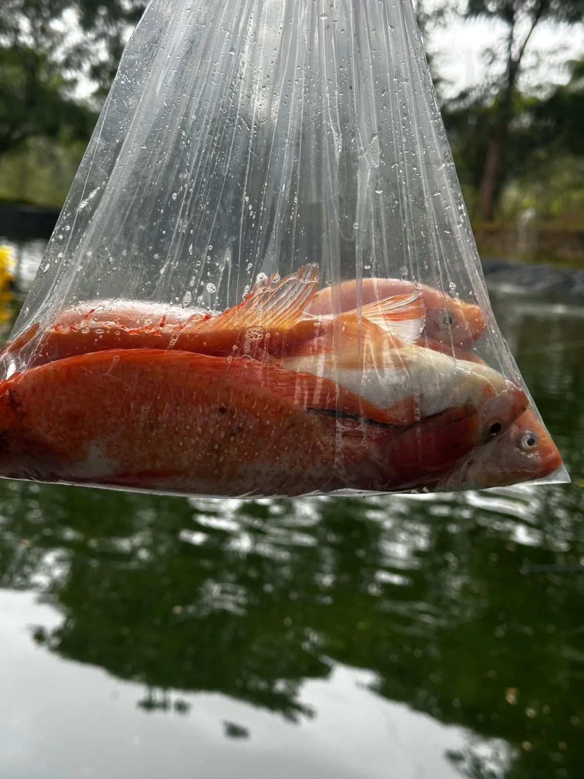 Tilapia