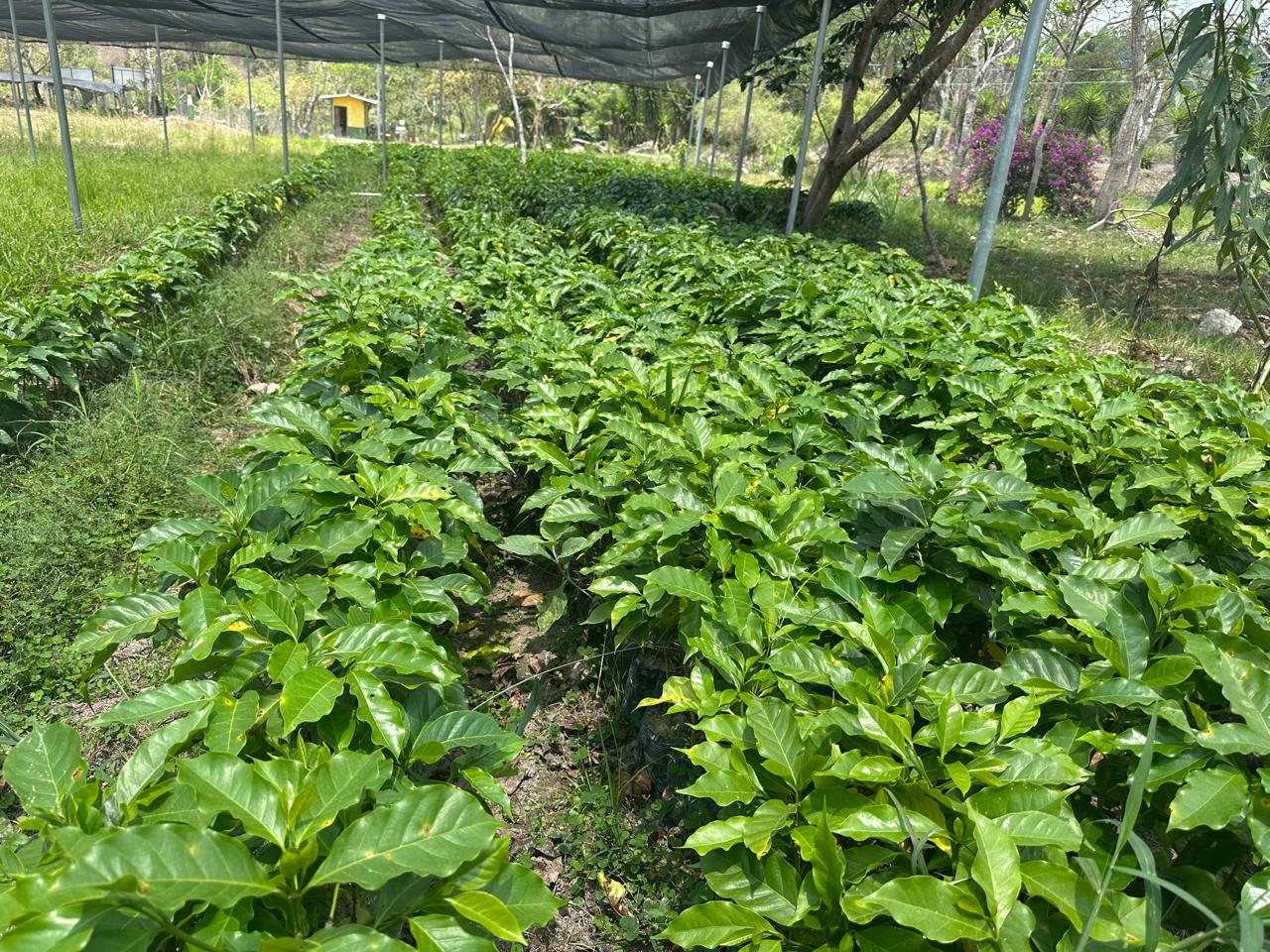 Producción de Vivero