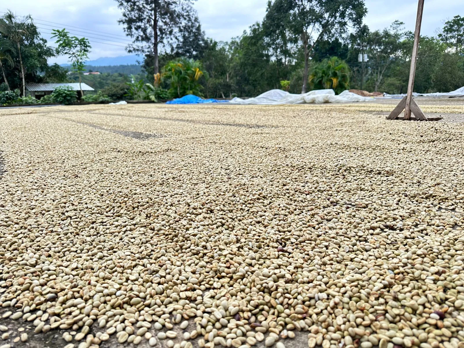 Café Pergamino Seco